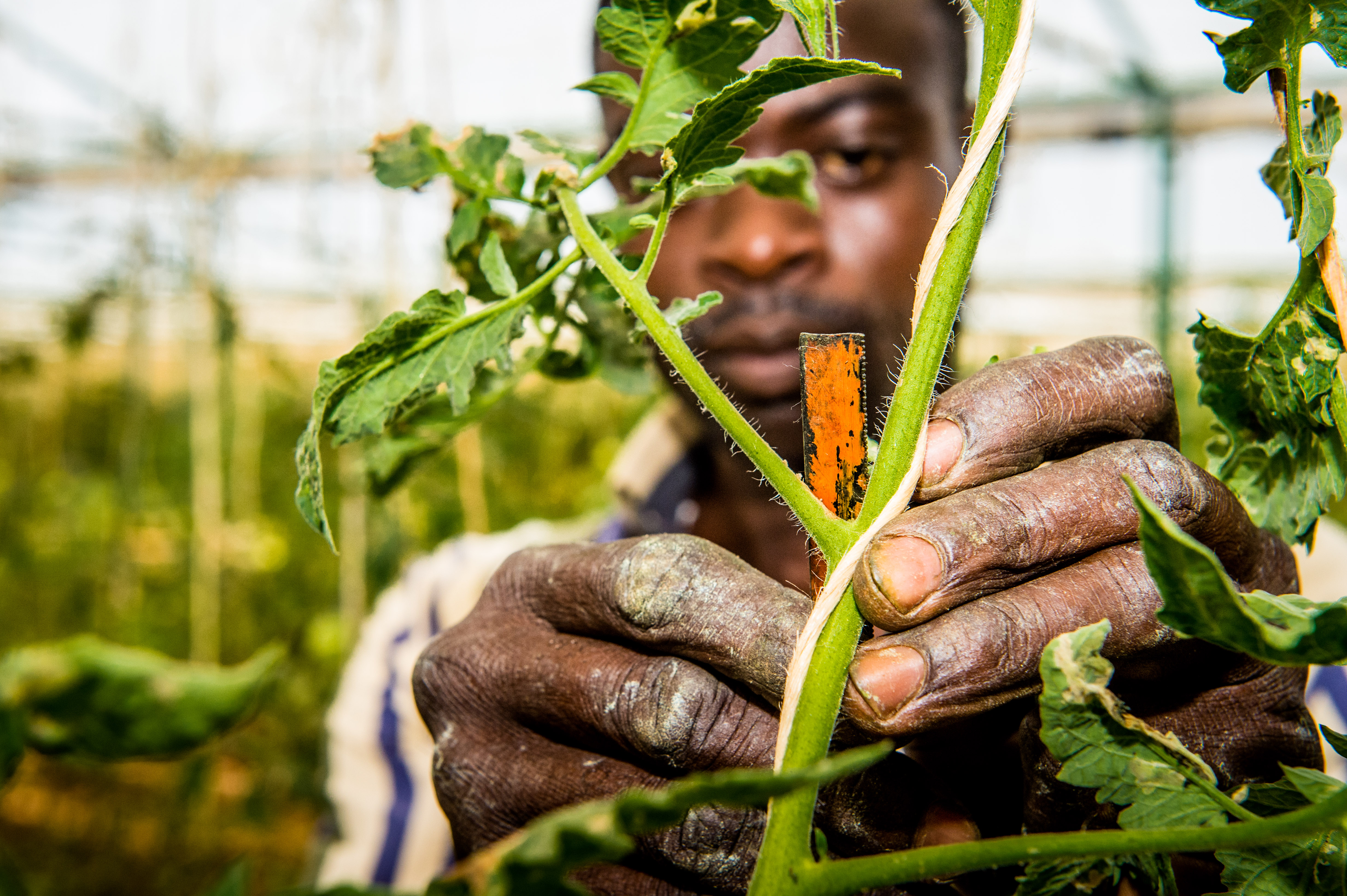 measuring crops 20160120_094.jpg
